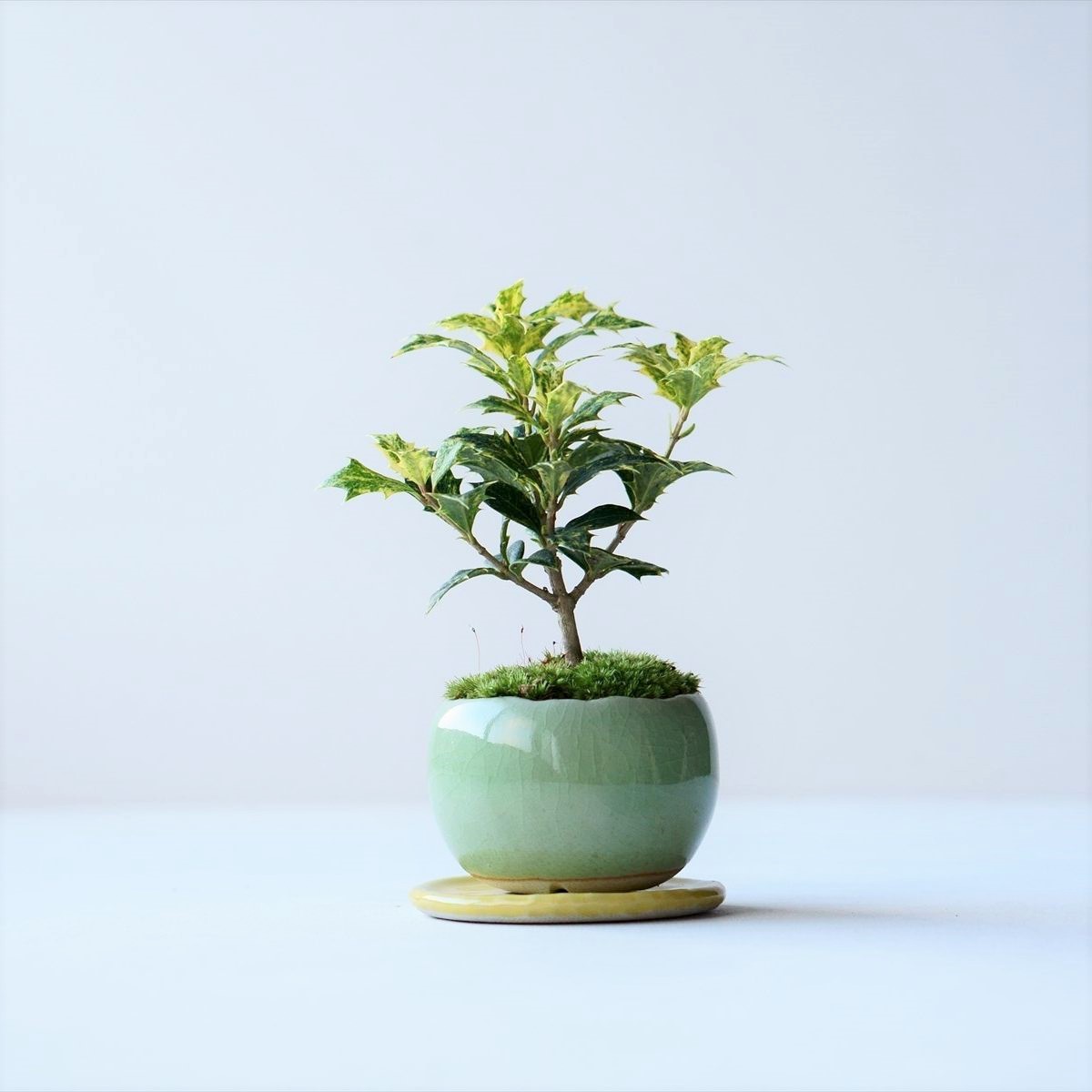 斑入りヒイラギ｜石木花図鑑｜石木花｜SEKIBOKKA｜盆栽