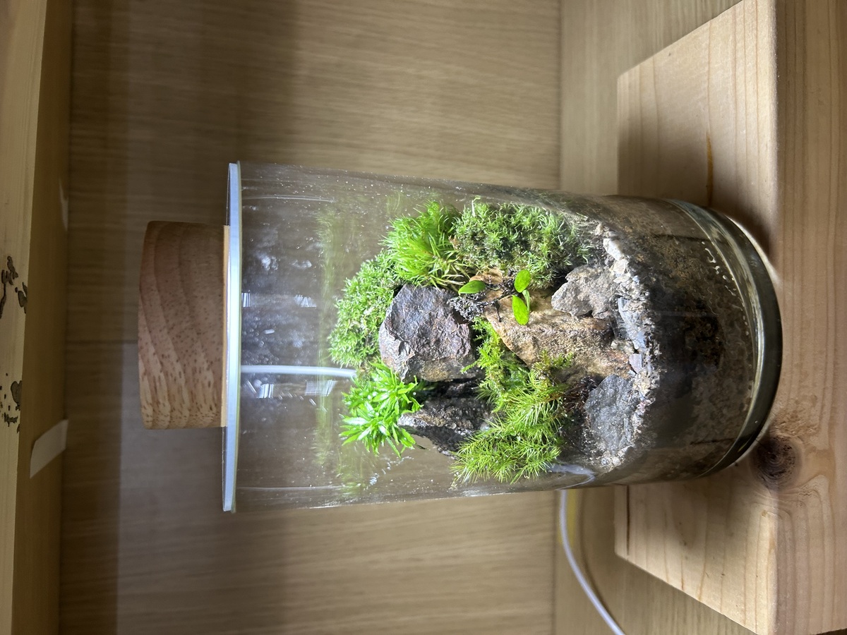 大阪 寝屋川 蘚苔家｜苔テラリウム教室