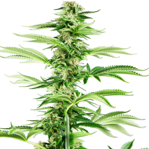 Honey Melon Haze by Sensi Research