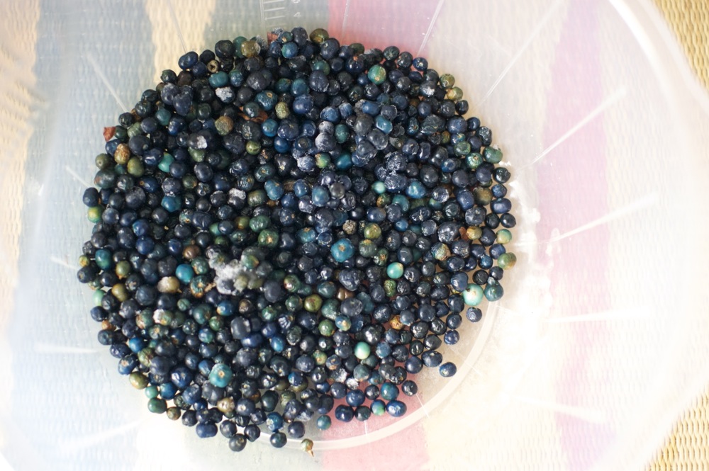 草木染め17：クサギの実でウールを染める - Shukuko Quilt