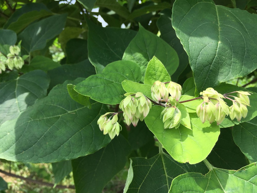 植物染料の栽培：クサギの実の収穫 - Shukuko Quilt - シュクコキルト