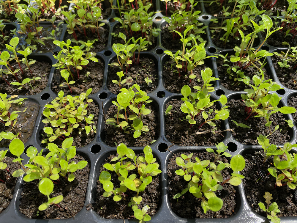 藍の栽培：育苗状況（2025年5月3日） - Shukuko Quilt - シュクコキルト