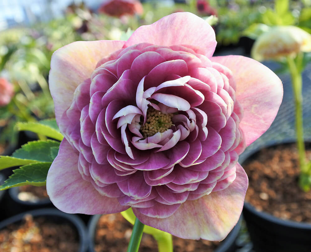 2人の育種家に聞く、クリスマスローズ育種のあれこれ〈後編・吉田園芸