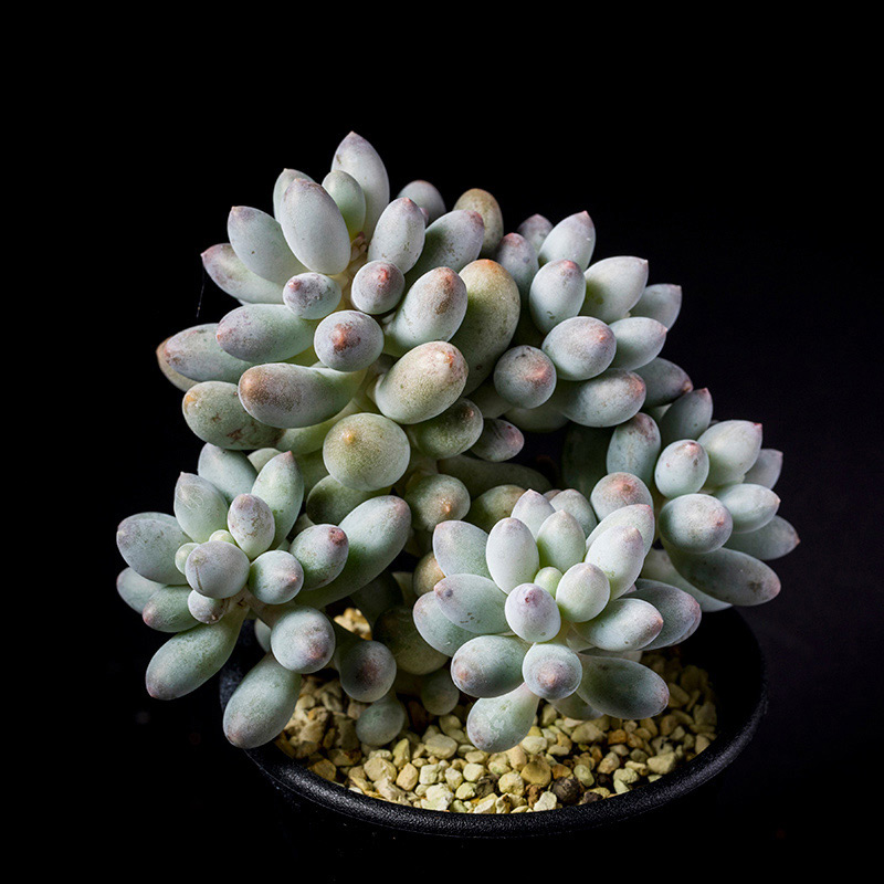 パキフィツムベビーフィンガーの基本情報・育て方｜多肉植物・サボテン