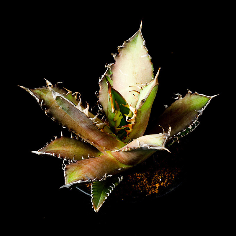 アガベ・チタノタ'レッド・キャットウィーズル'の基本情報・育て方