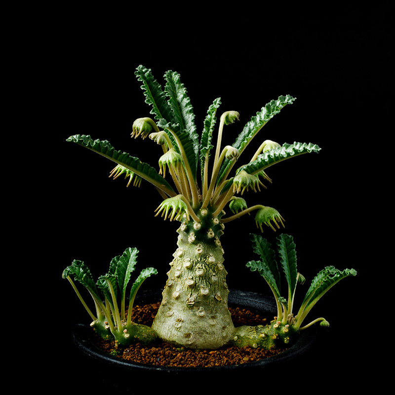 ドルステニア・ラブラニーの基本情報・育て方｜多肉植物・サボテン図鑑