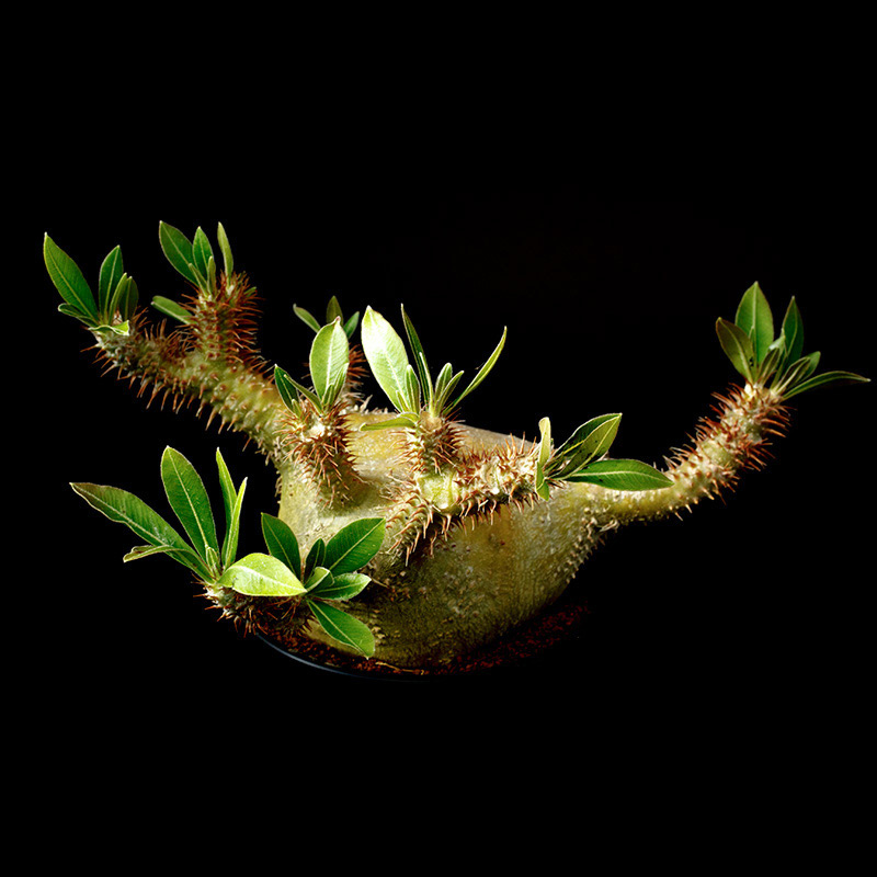 パキポディウム・マカイエンセの基本情報・育て方｜多肉植物・サボテン