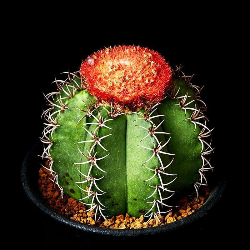 メロカクタス・マタンザナス錦の基本情報・育て方｜多肉植物・サボテン