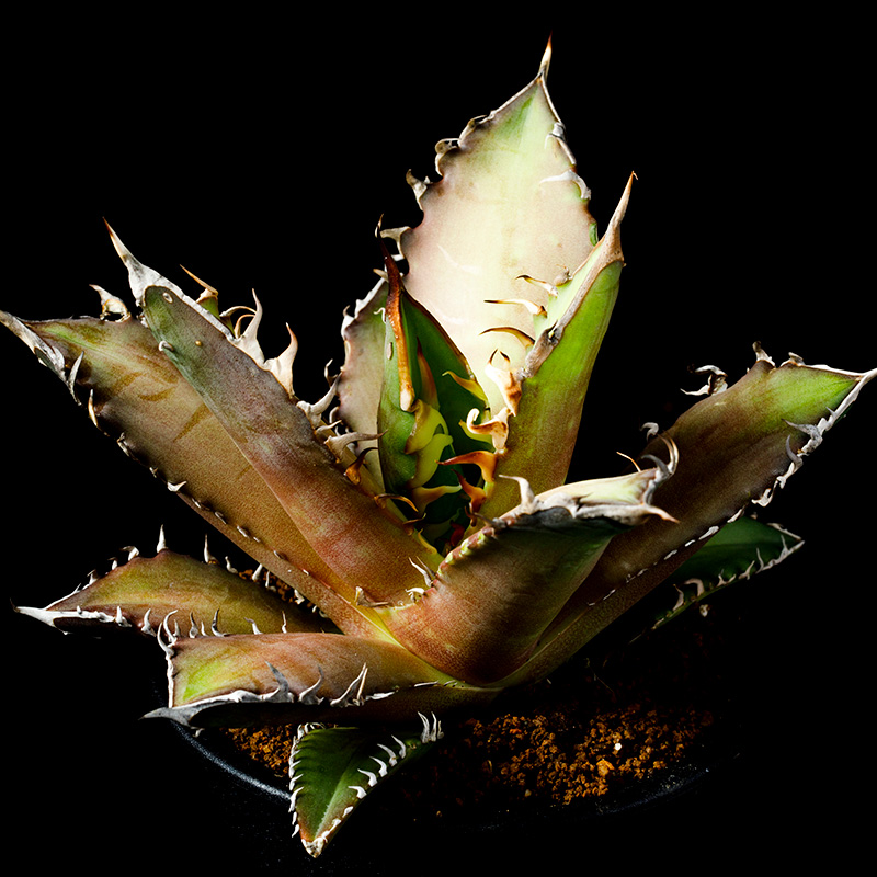 アガベ・チタノタ'レッド・キャットウィーズル'の基本情報・育て方