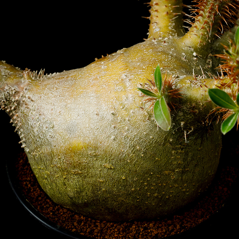 パキポディウム・マカイエンセの基本情報・育て方｜多肉植物・サボテン