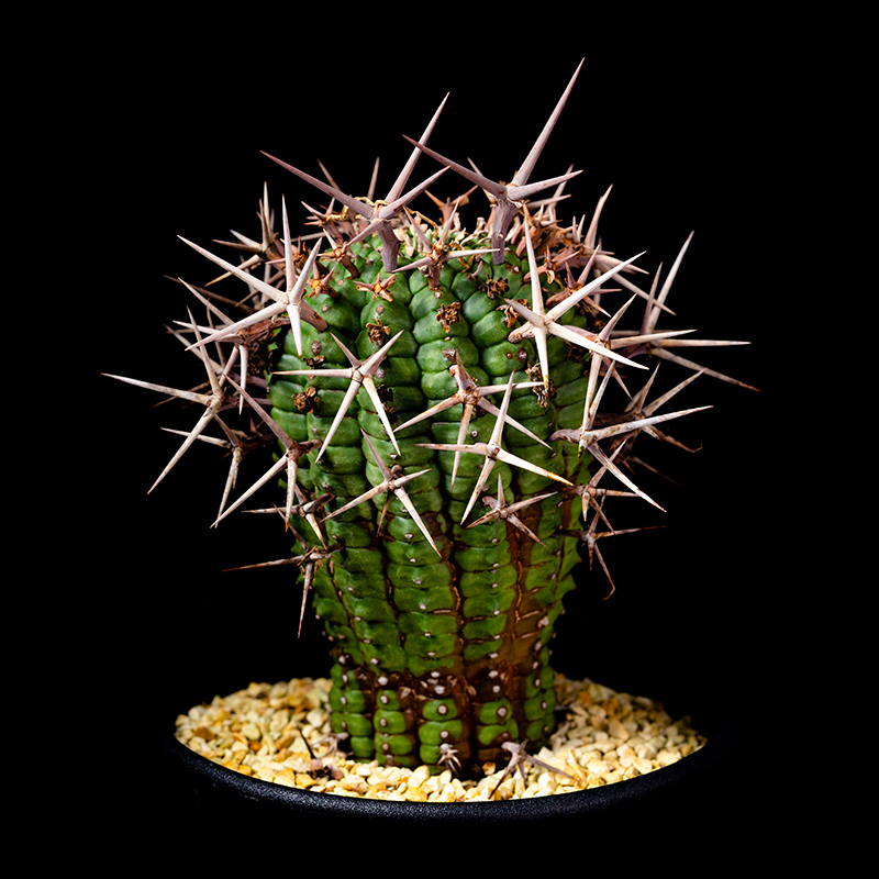 ユーフォルビア群星冠の基本情報・育て方｜多肉植物・サボテン図鑑