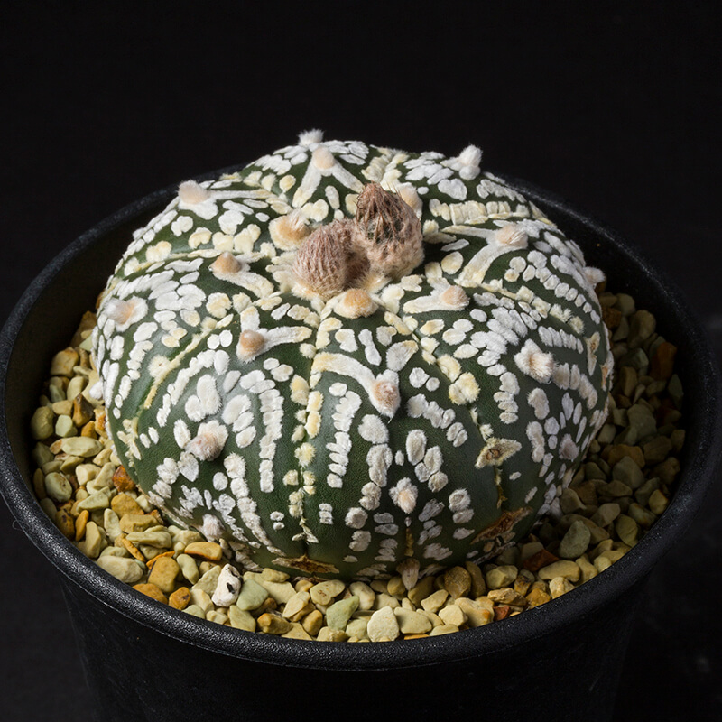 アストロフィツム'スーパー兜'の基本情報・育て方｜多肉植物・サボテン