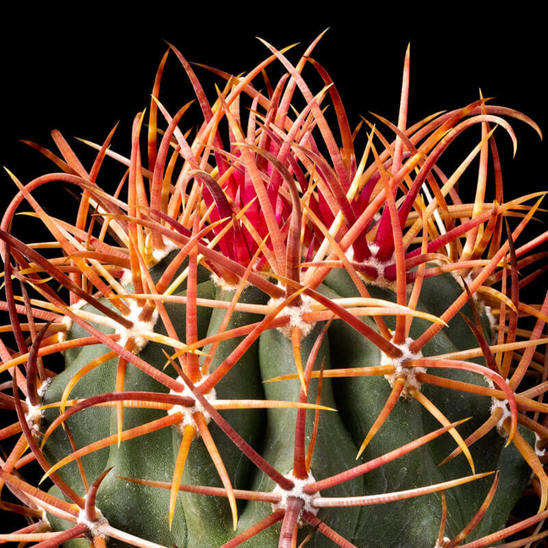 フェロカクタス赤刺金冠竜の基本情報・育て方｜多肉植物・サボテン図鑑