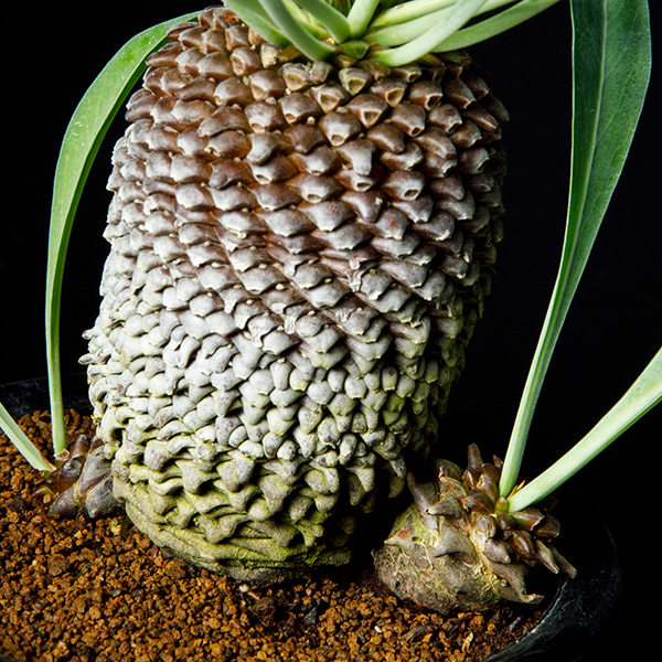 ユーフォルビア鉄甲丸の基本情報・育て方｜多肉植物・サボテン図鑑