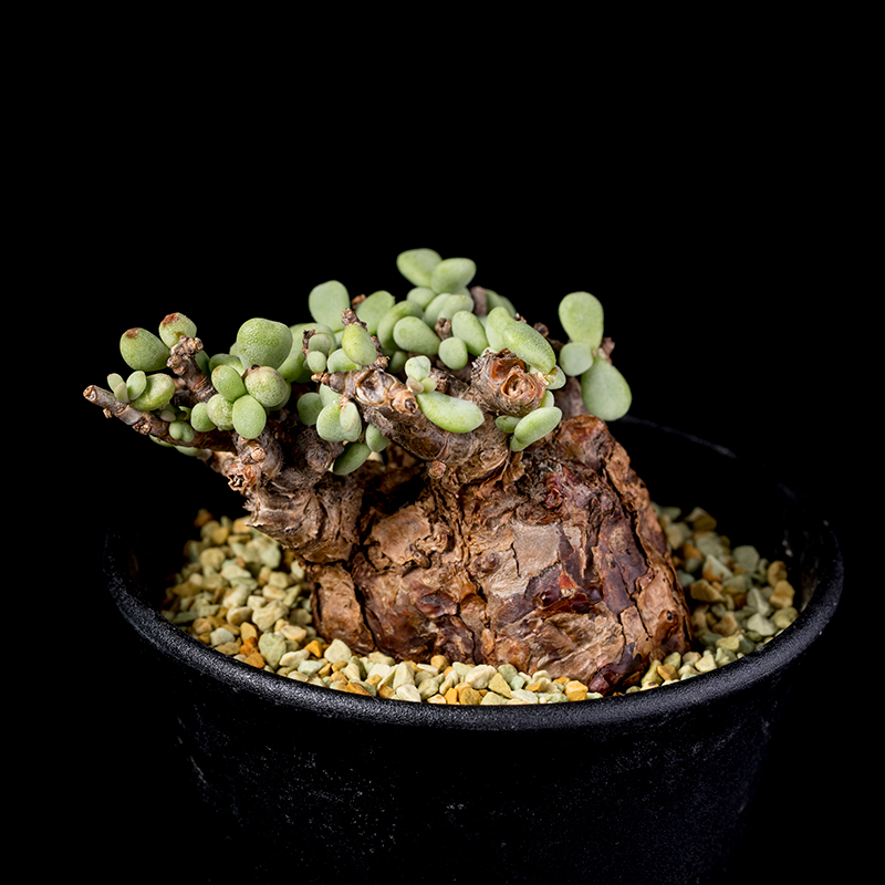 ケラリア・ピグマエアの基本情報・育て方｜多肉植物・サボテン図鑑