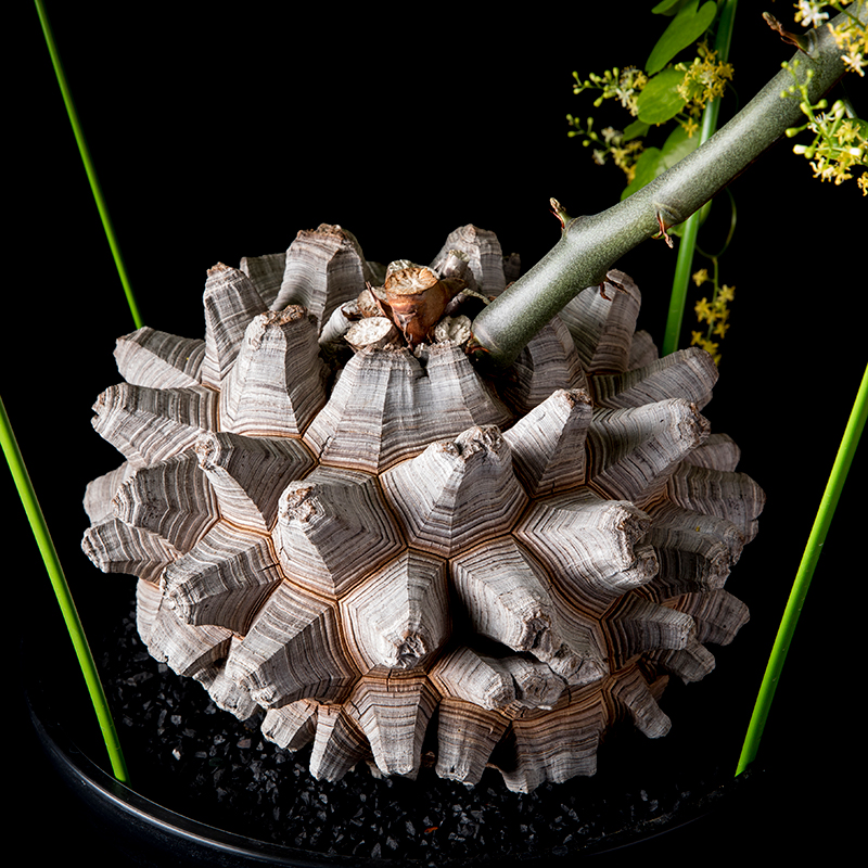 ディオスコレア亀甲竜の基本情報・育て方｜多肉植物・サボテン図鑑