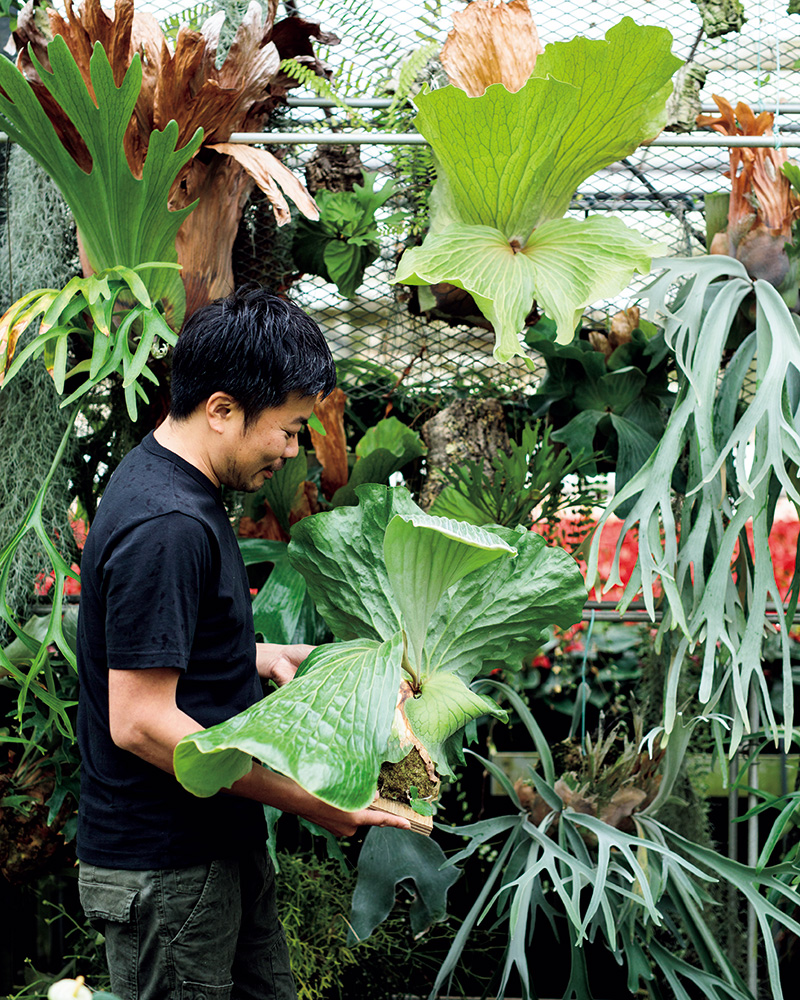 今、熱い植物「ビカクシダ」｜みんなの趣味の園芸（NHK出版）
