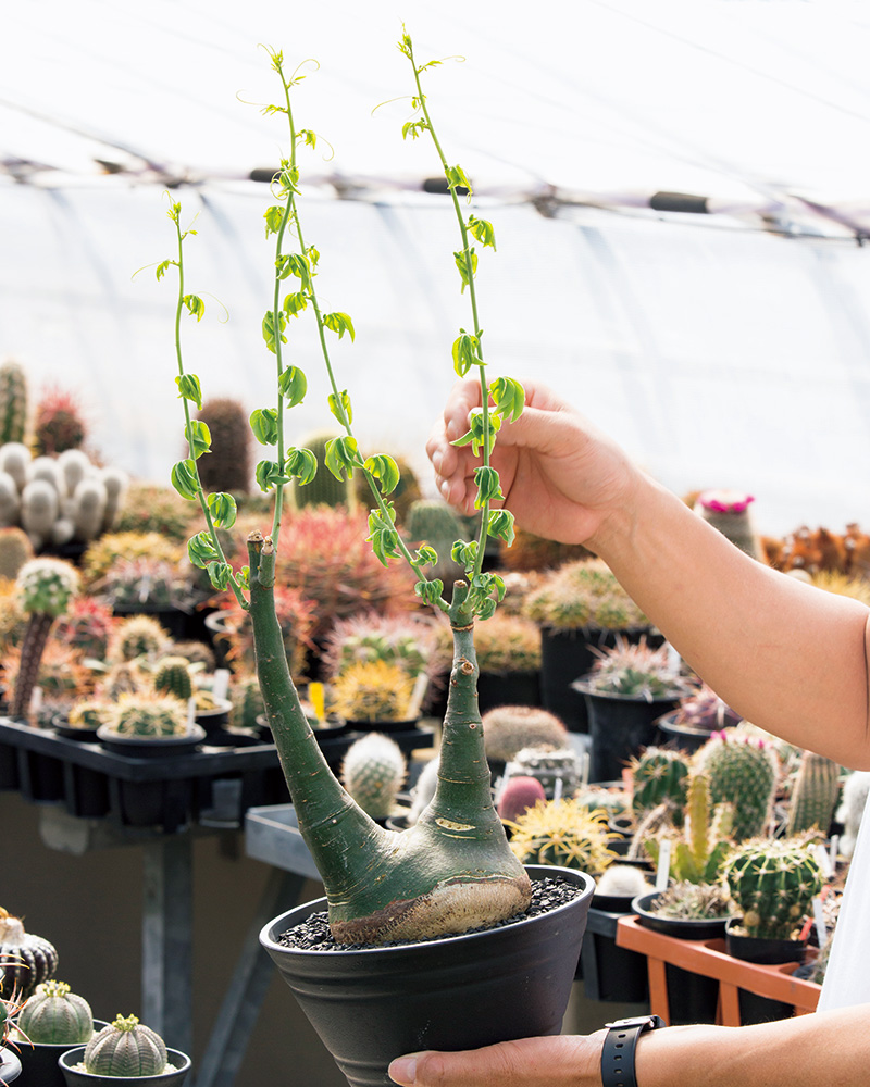今、熱い植物「コーデックス」｜みんなの趣味の園芸（NHK出版）
