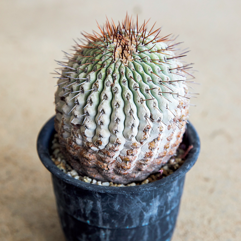 今、熱い植物「黒王丸（コピアポア・シネレア）」｜みんなの趣味の園芸