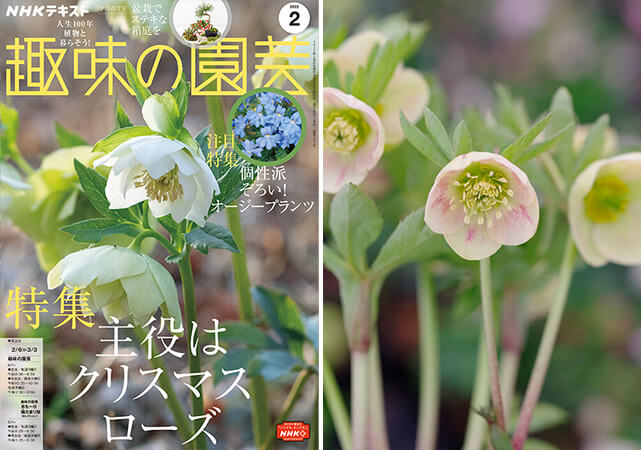 名花「パステリッシュストレイン」誕生秘話＞大和園・佐藤尚史さんに