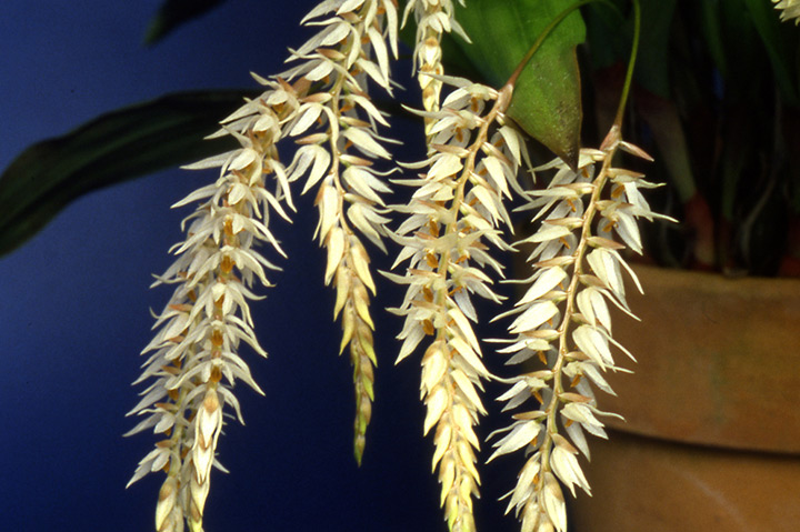 デンドロキラムの育て方・栽培方法｜植物図鑑｜みんなの趣味の園芸