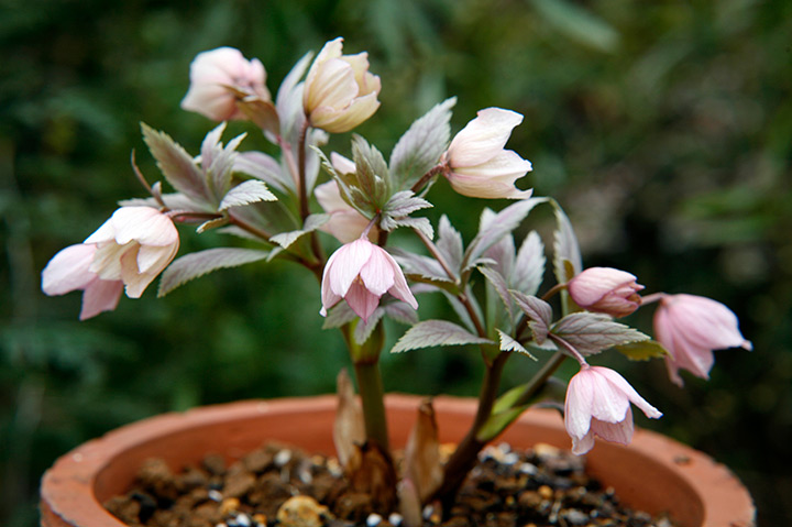 ヘレボルス・チベタヌスの種類（原種、品種）｜植物図鑑｜みんなの趣味