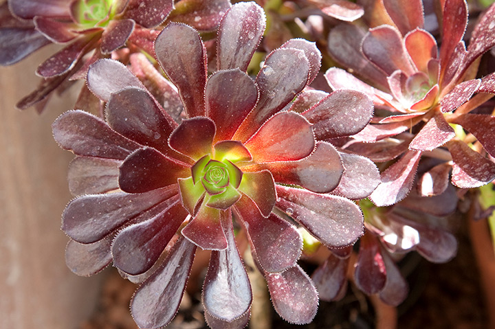 アエオニウムの育て方・栽培方法｜植物図鑑｜みんなの趣味の園芸（NHK