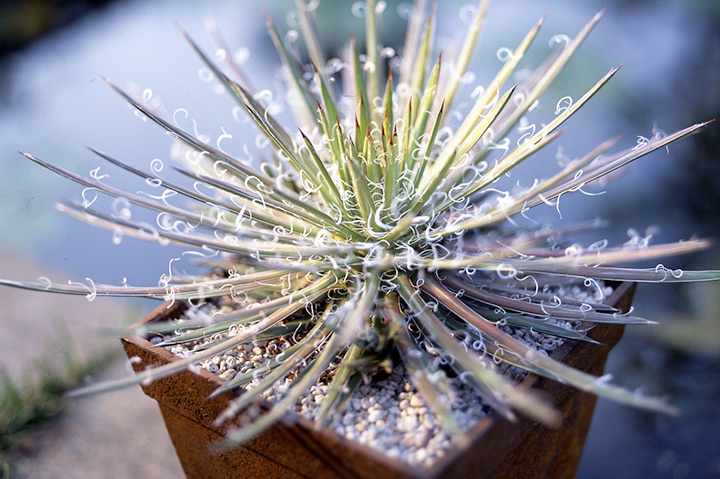 アガベ（多肉植物）とは｜育て方がわかる植物図鑑｜みんなの趣味の園芸