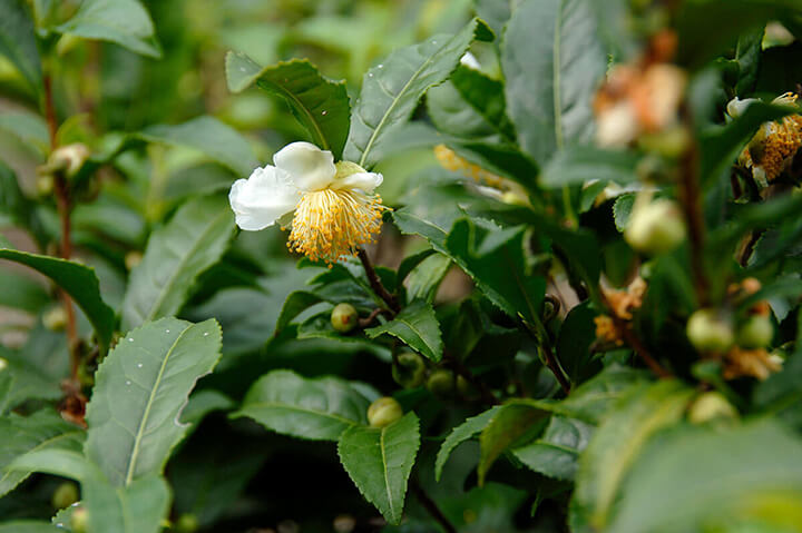 チャノキの種類（原種、品種）｜植物図鑑｜みんなの趣味の園芸（NHK出版）