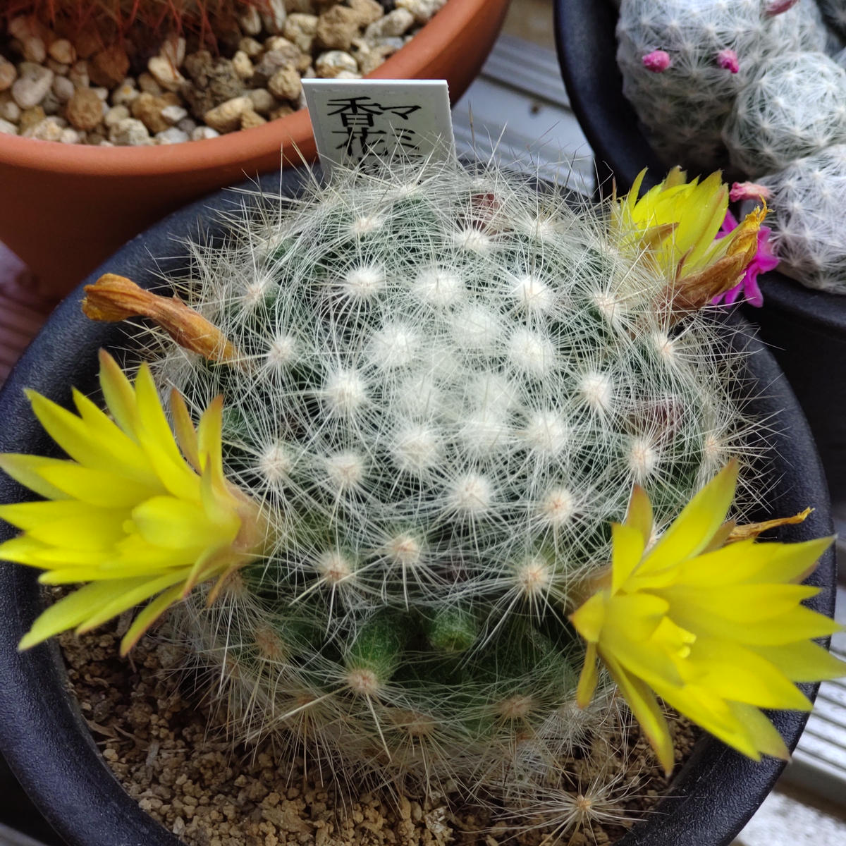 マミラリア香花丸黄色い花から柑橘系の「サボテン🌵」のアルバム