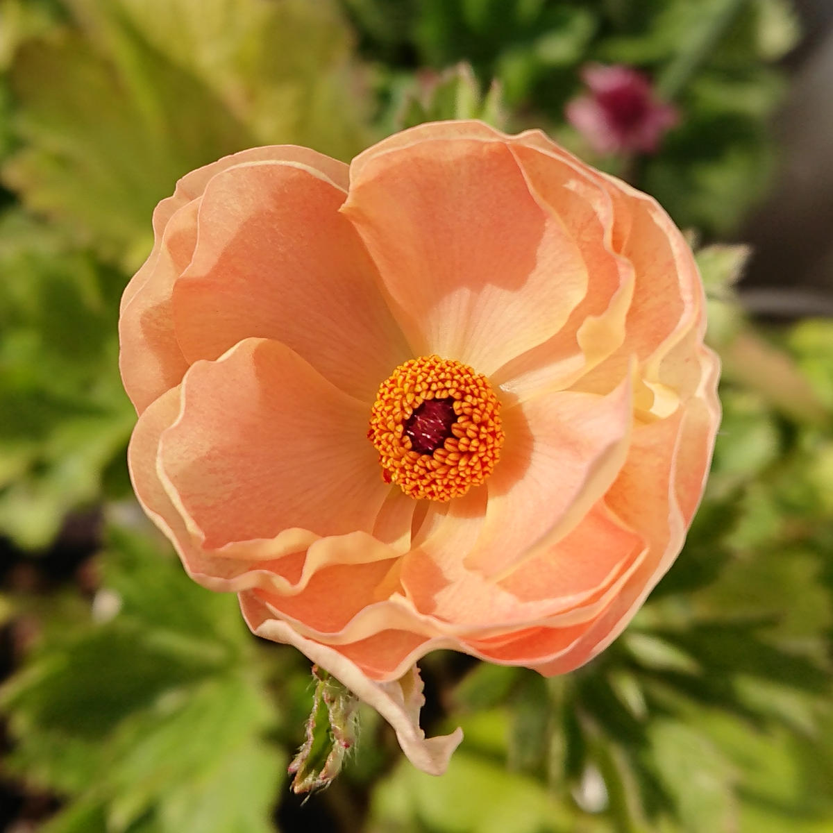 メリッサ202102ラナンキュラスラックス「2021おうち1～6月」のアルバム