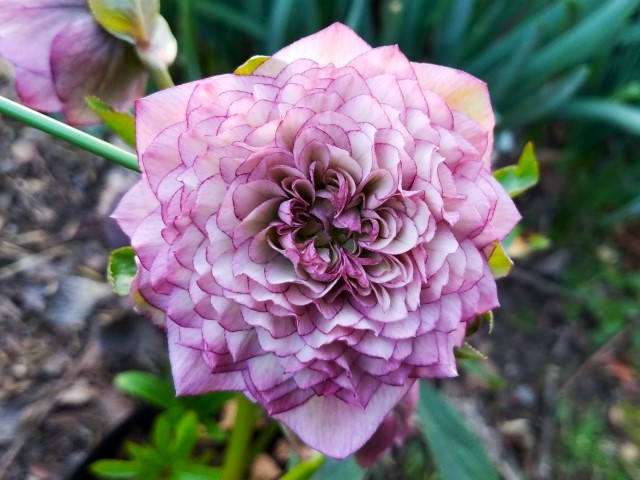 ddピンク実生初花超多弁「我が家のクリスマスローズ2023」のアルバム