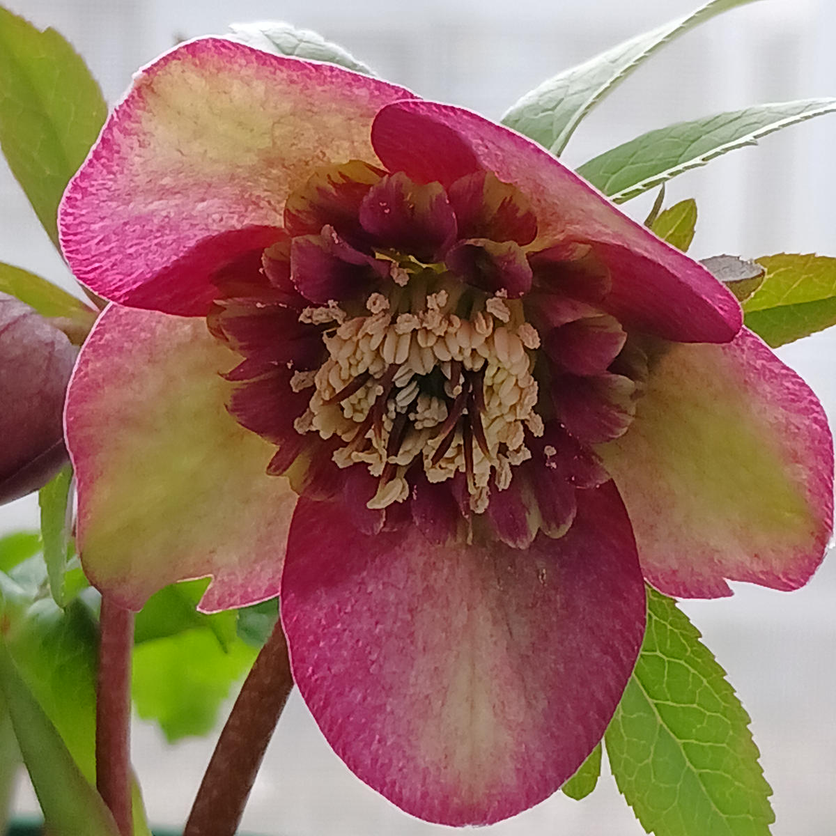 🌿クリスマスローズ大木ナーサリーさん「クリスマスローズ❇️」の