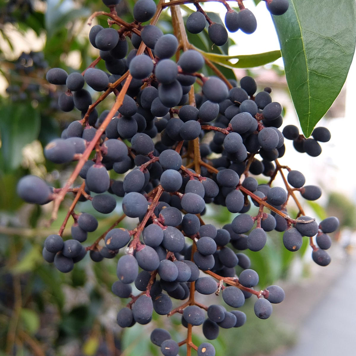 img_cache_a_59111_1_1704039759