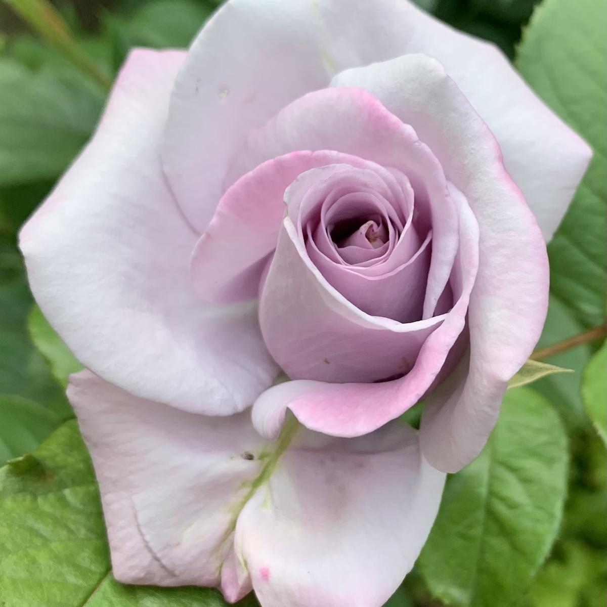 つるスターリングシルバー「令和5年の薔薇」のアルバム-みんなの趣味の