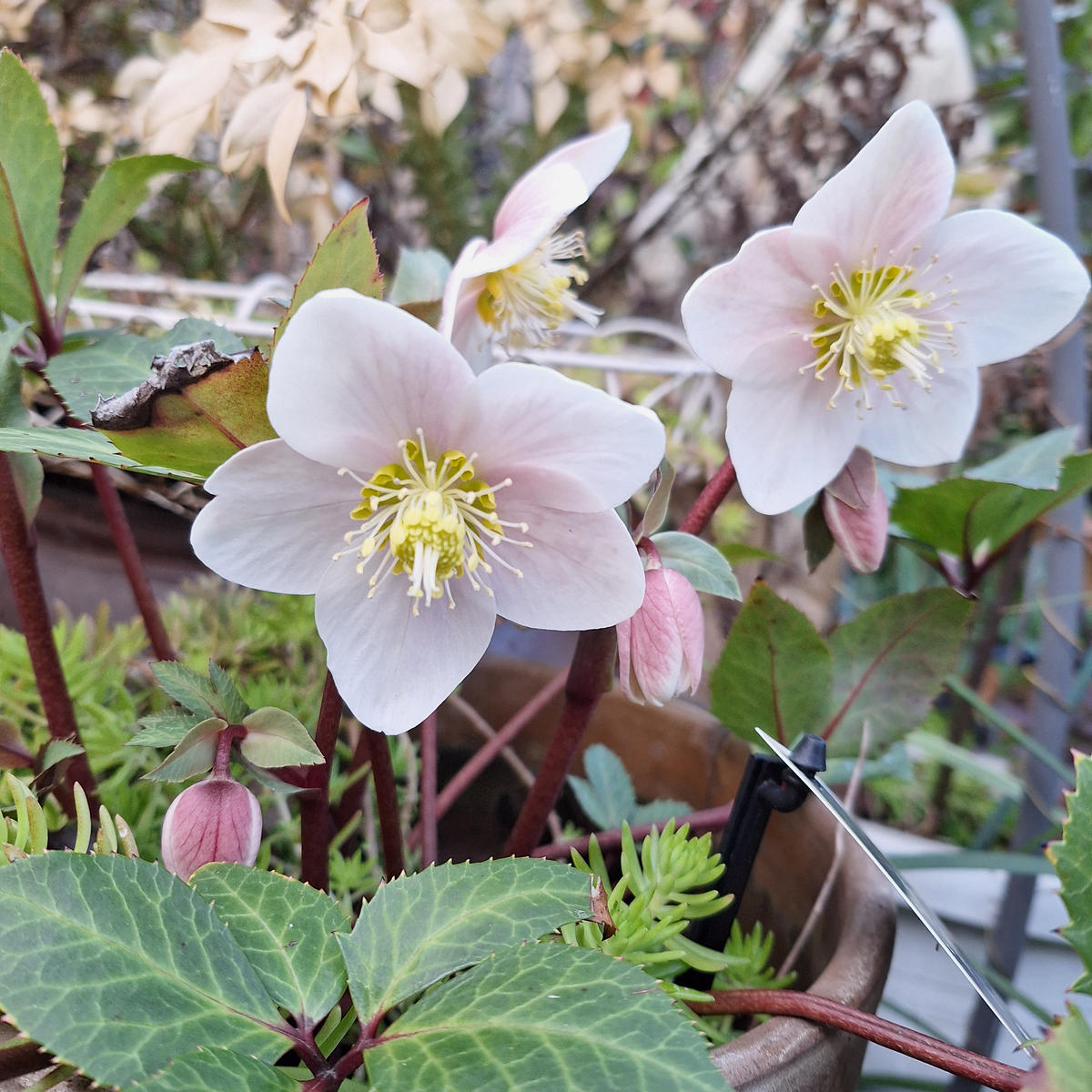 お隣のクリスマスローズ交配種 シュー「2026年のお花～」のアルバム