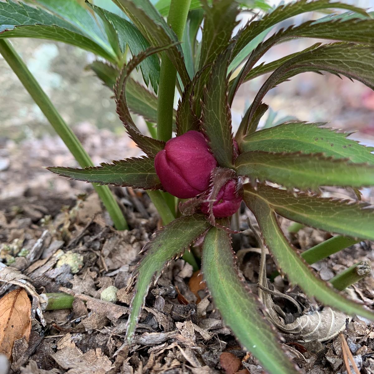 クリスマスローズの写真-みんなの趣味の園芸2601420