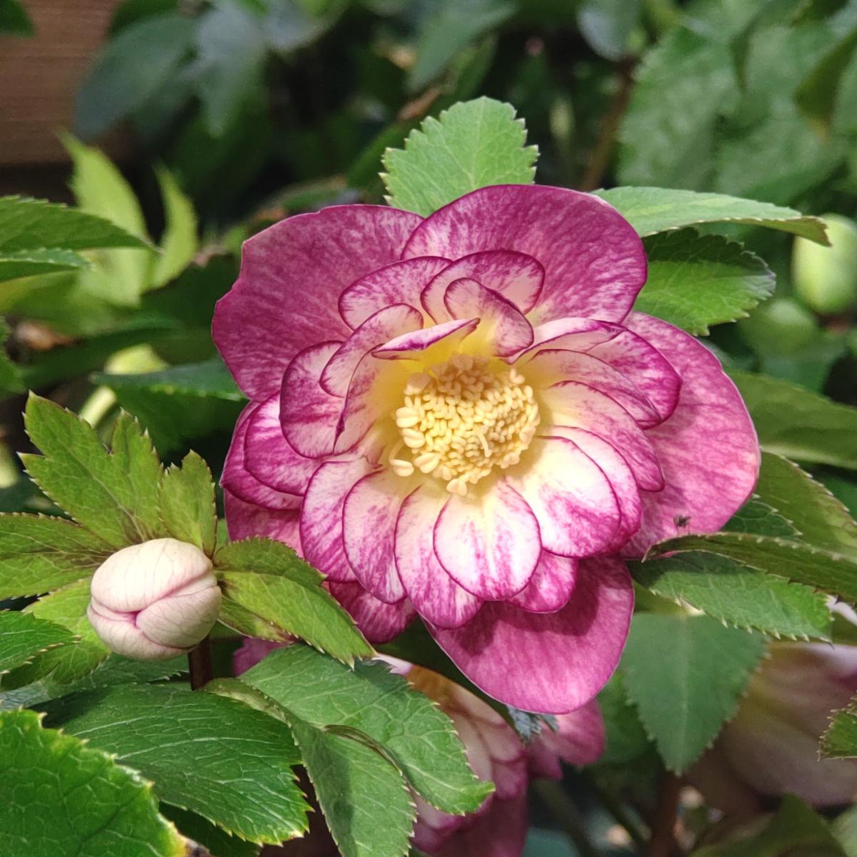 クリスマスローズ蜃気楼いつの間にか可「クリスマスローズ2025」の