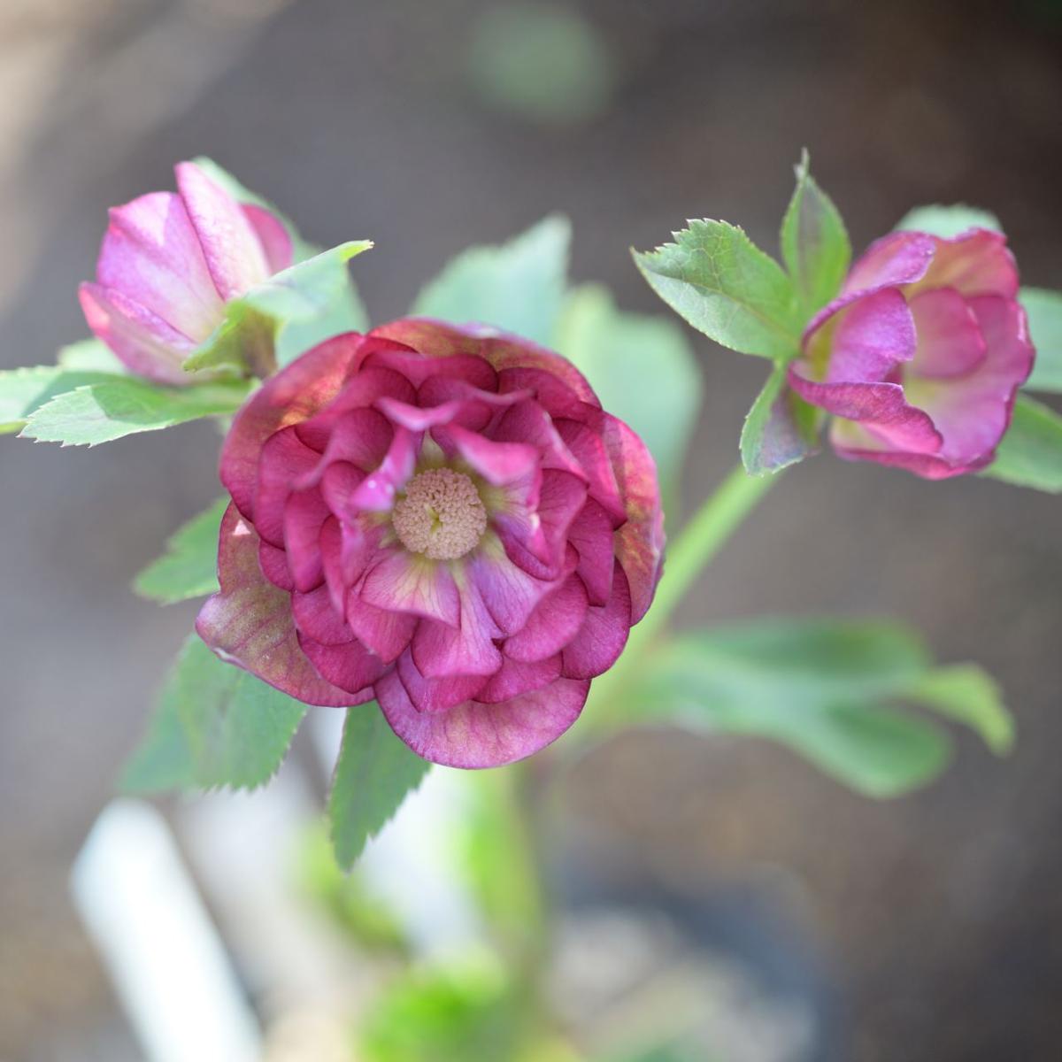 クリスマスローズグロッシーカラー☆♂d「2025年クリスマスローズ