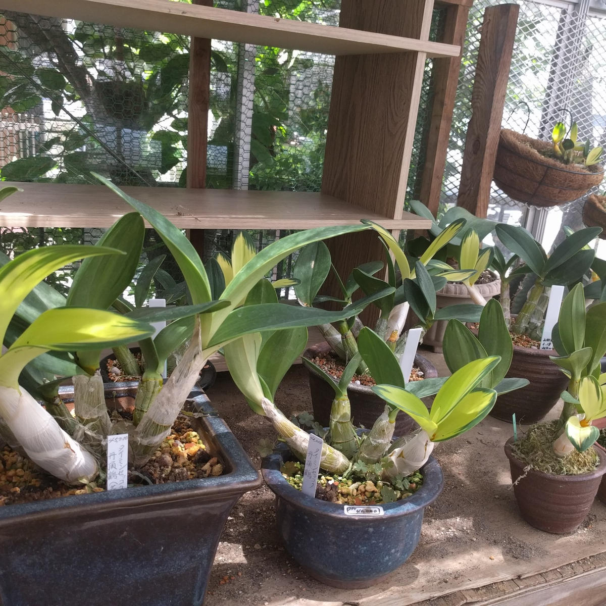 タイミンセッコク、大明セッコクの斑入「我が家の温室です」の