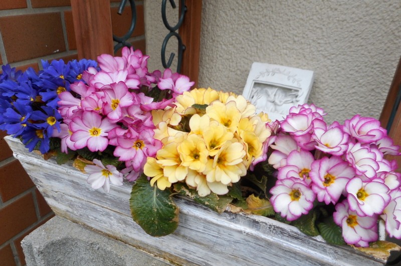 3月23日プリムラジュリアンの寄せ植え「2016年秋～2017年春