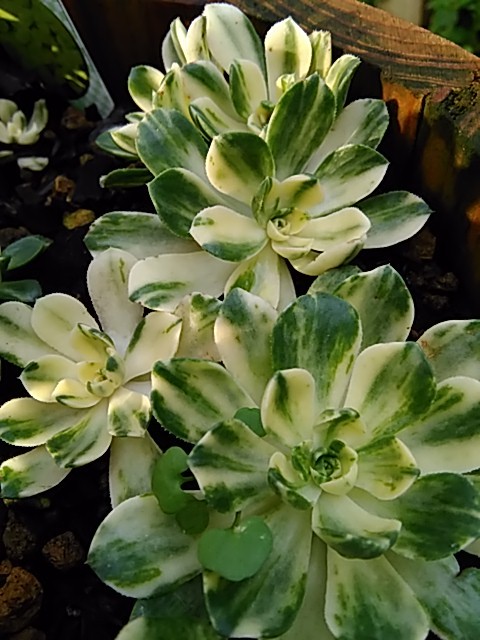 多肉植物アエオニウム・愛染錦（アイゼ「多肉いろいろ」のアルバム