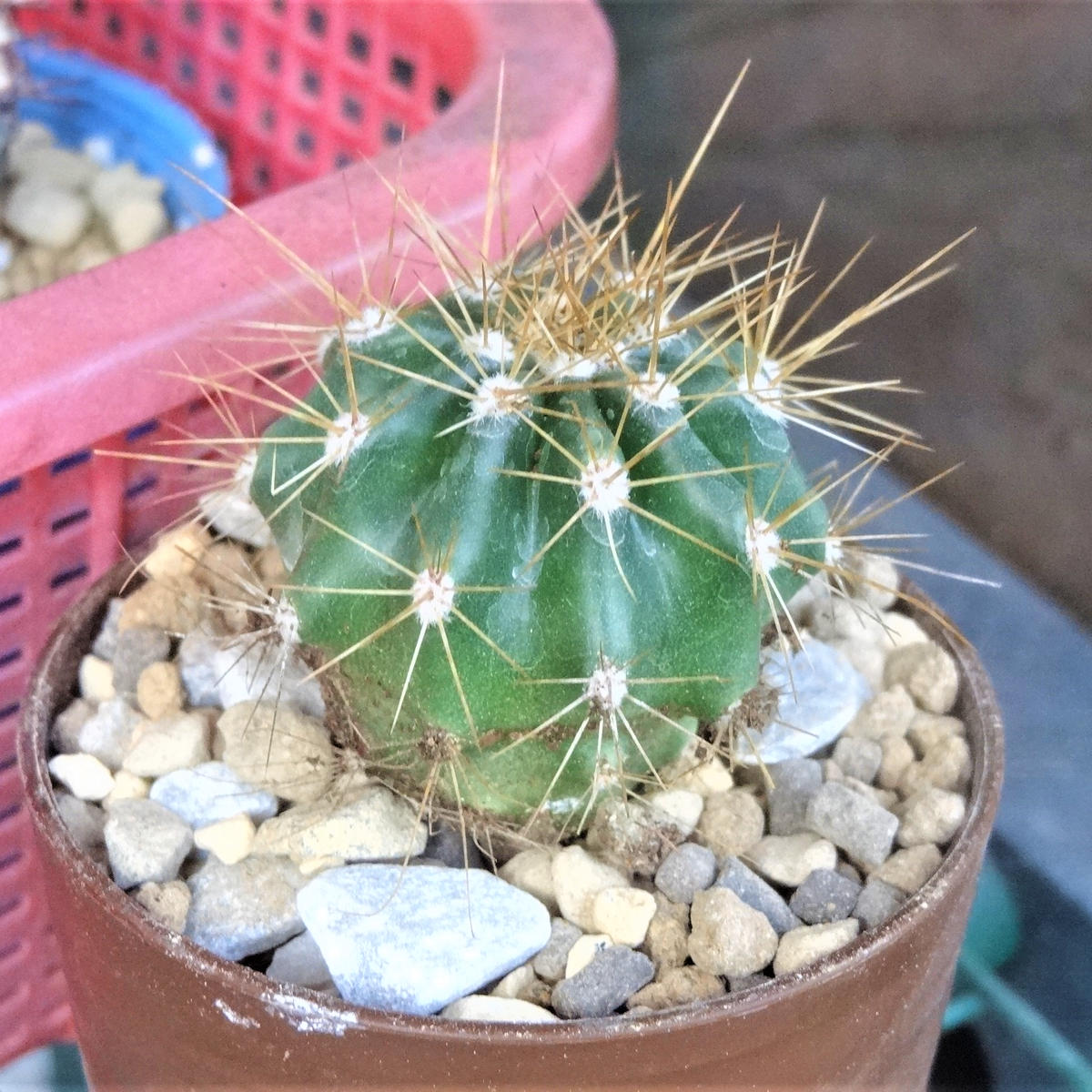 ダ＊ソーで新たに購入した弁慶柱Carneg「サボテン(cactus)」の