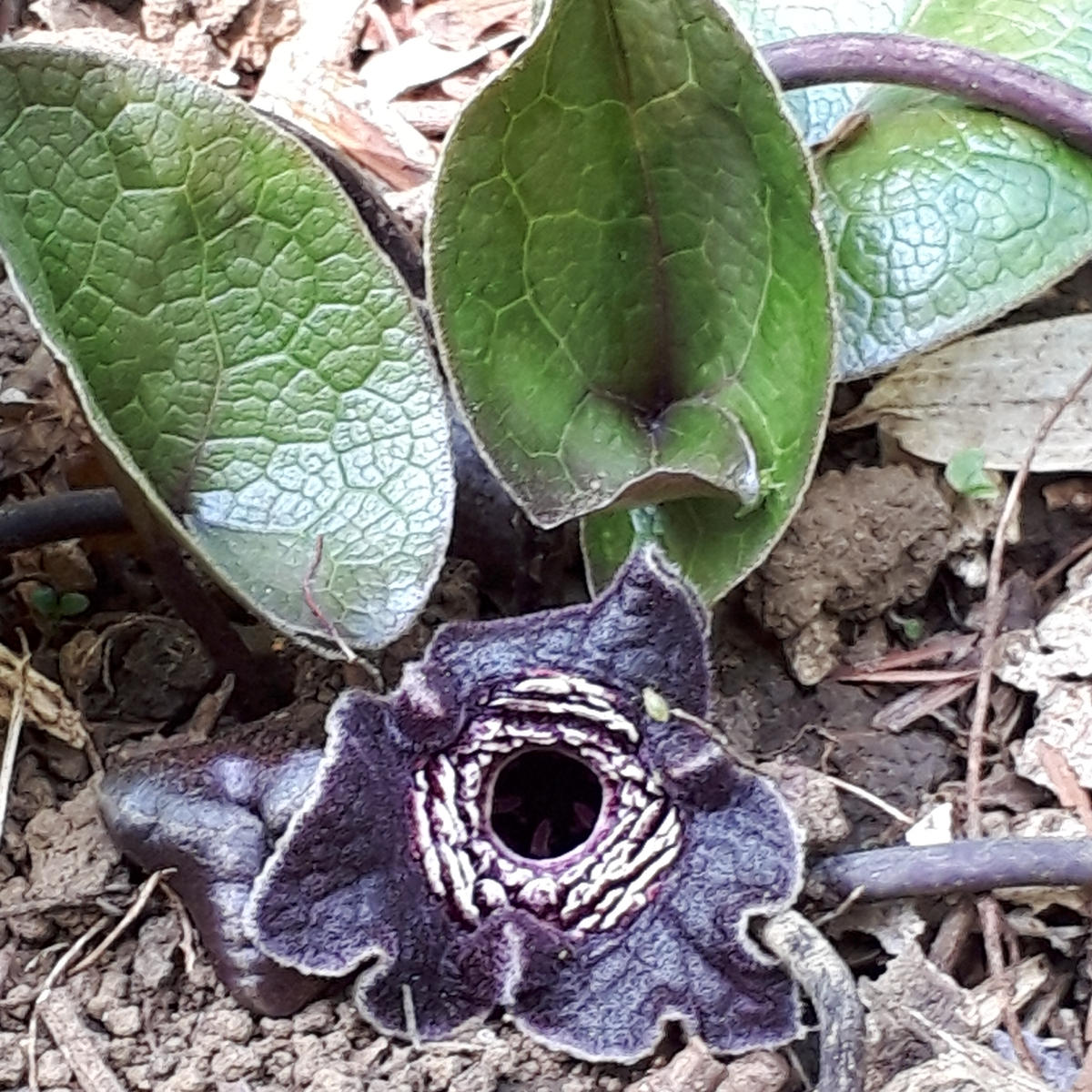 タマノカンアオイ(多摩の寒葵) ウマノ「山野草」のアルバム