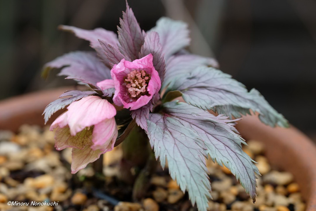 クリスマスローズの原種（H.チベタヌス）｜園芸日記by野々口稔