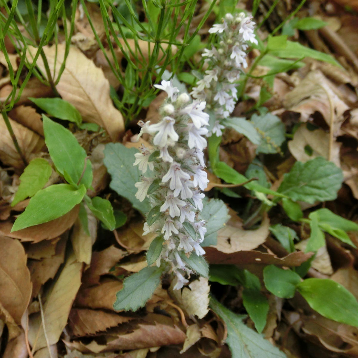 ジュウニヒトエとアジュガとキランソウ｜園芸日記byミチクサ｜みんなの