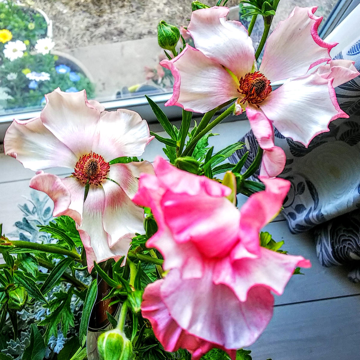 img_cache_d_545716_1_155211924