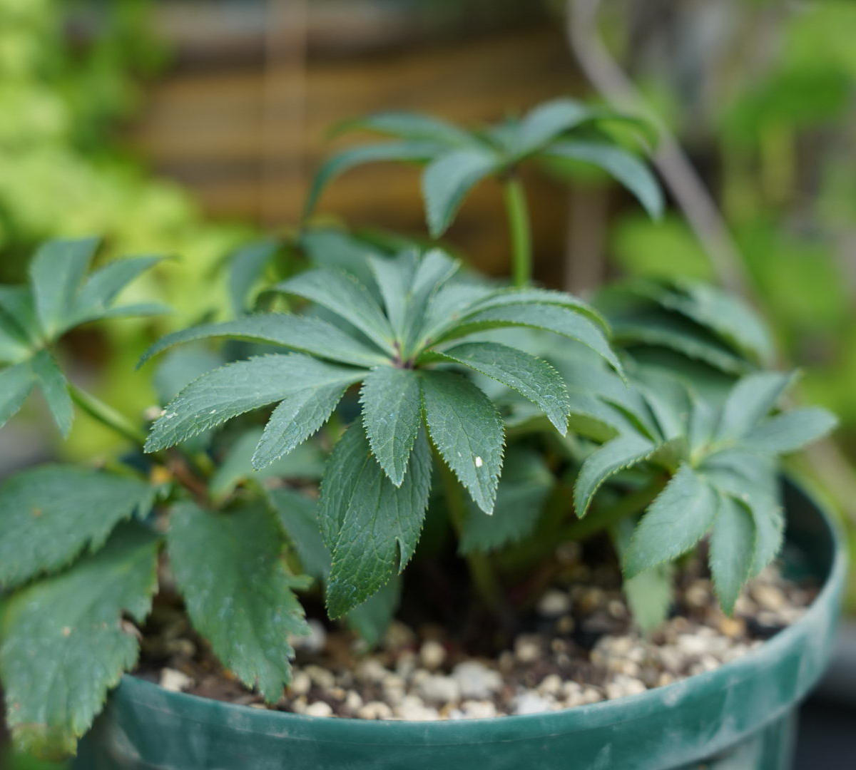 img_cache_d_575315_1_155861556