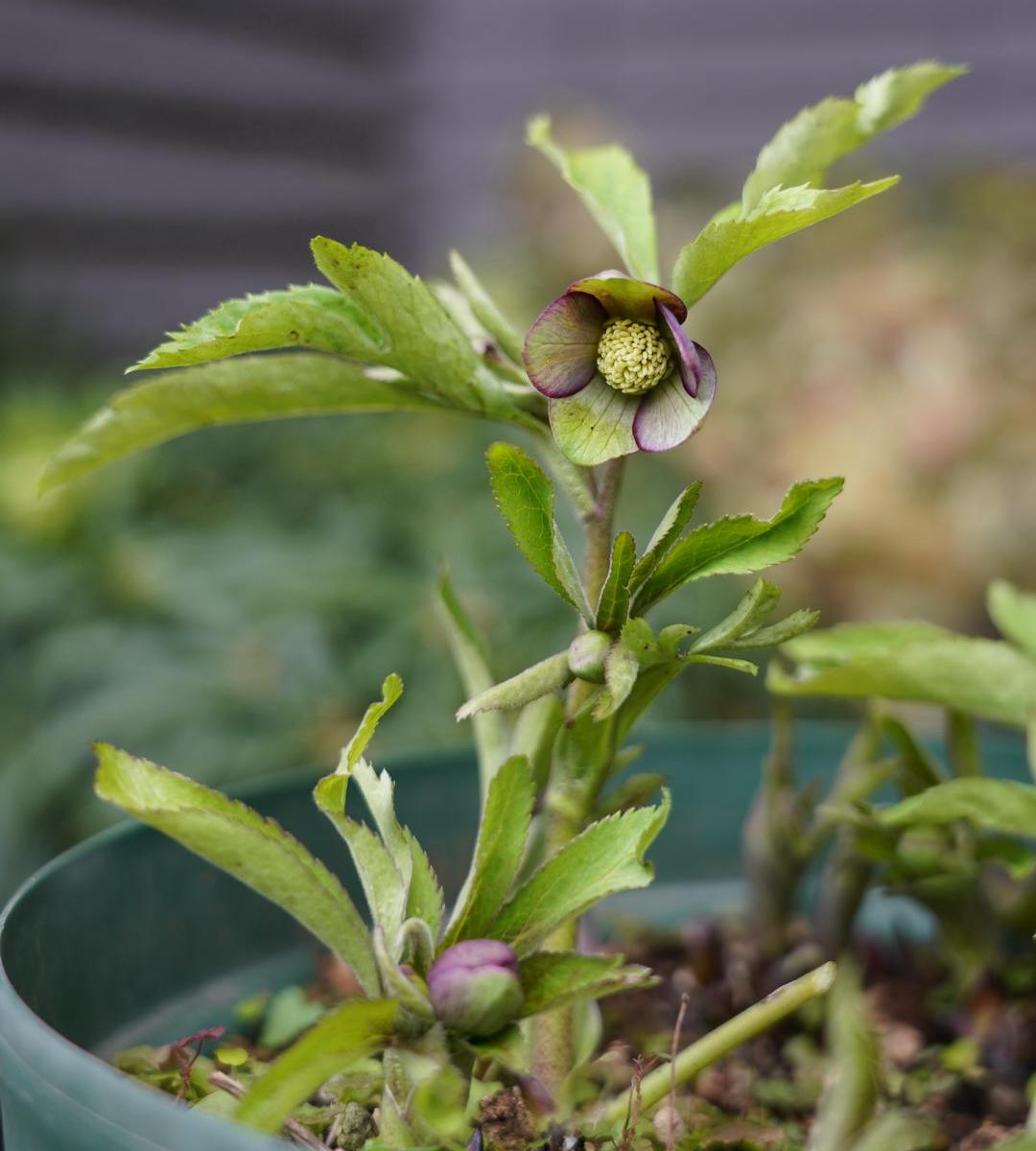 img_cache_d_641035_1_157883811