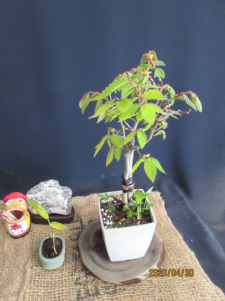 苗の『富士ブナ』から小盆栽を目指して。｜園芸日記bymeika｜みんなの